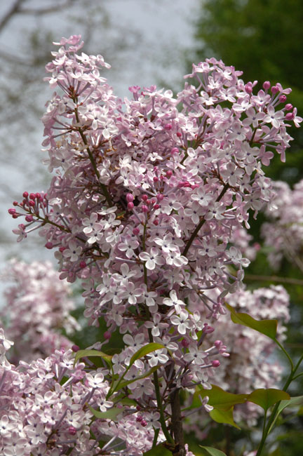Platlapu ceriņš. Syringa Oblata 